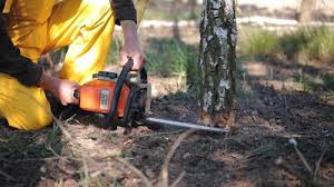 How Our Tree Care Process Works  in Grove City, FL